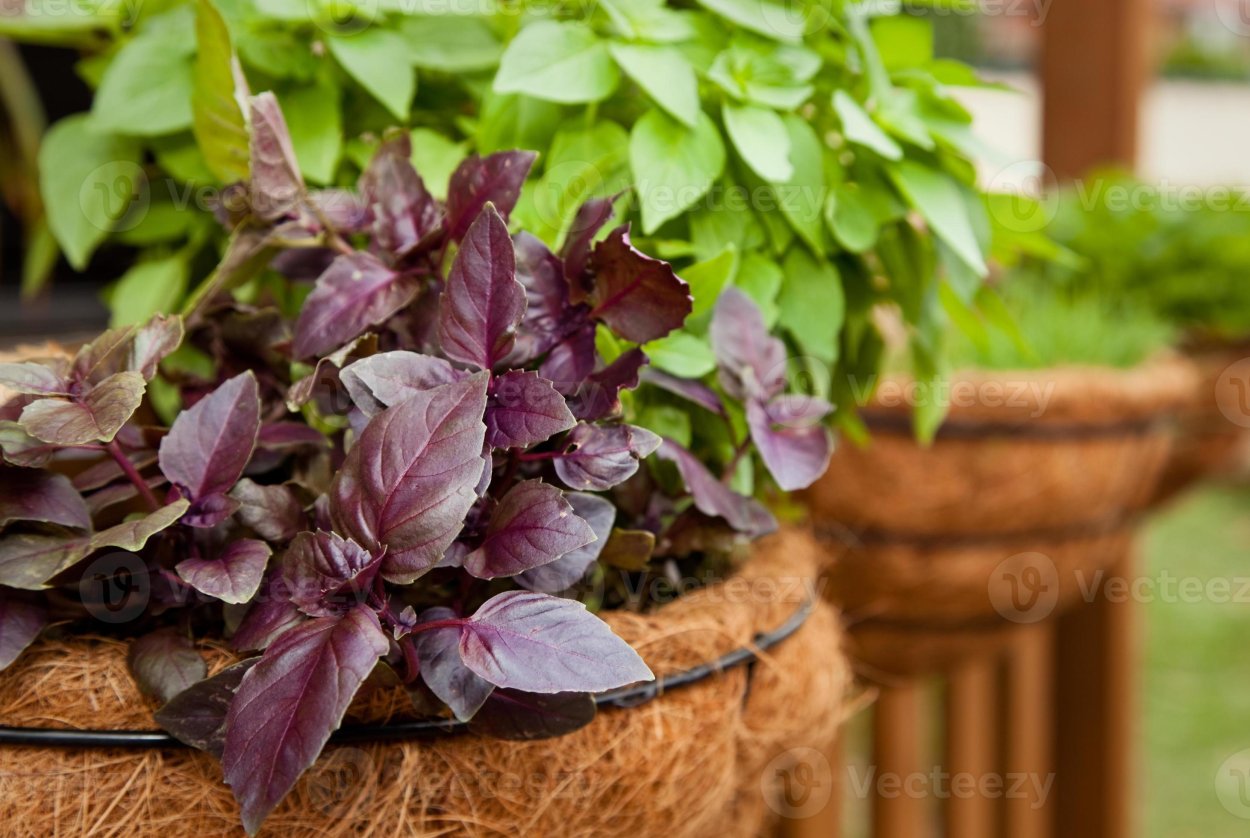 Базилик выращенный в корзинке