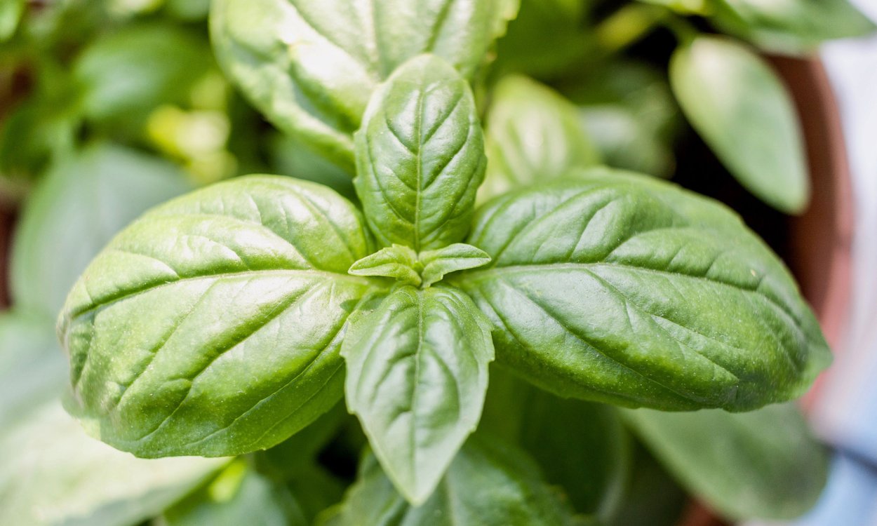 1. Базилик душистый (Ocimum basilicum)