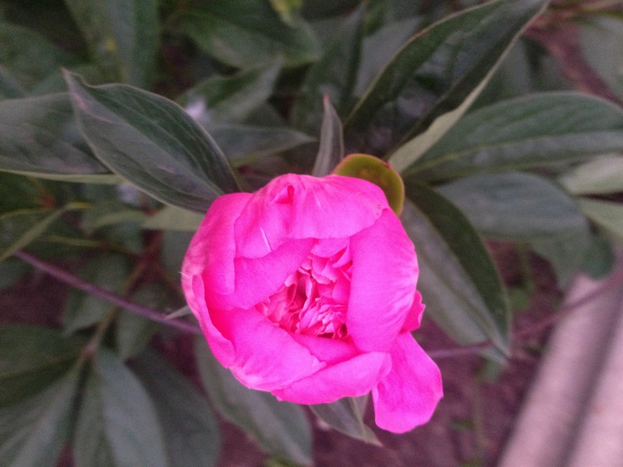 Базилик - Ocimum h14 h25