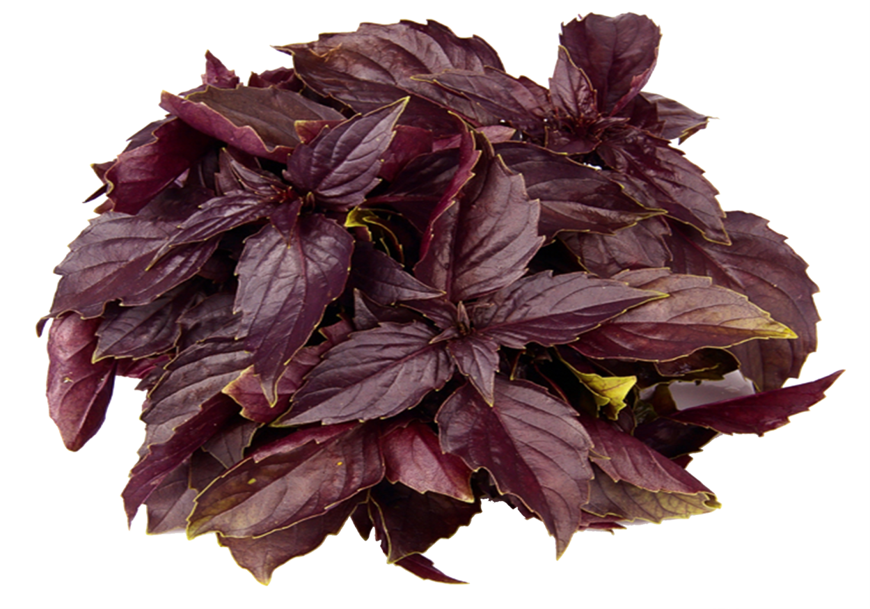 Базилик мятолистный