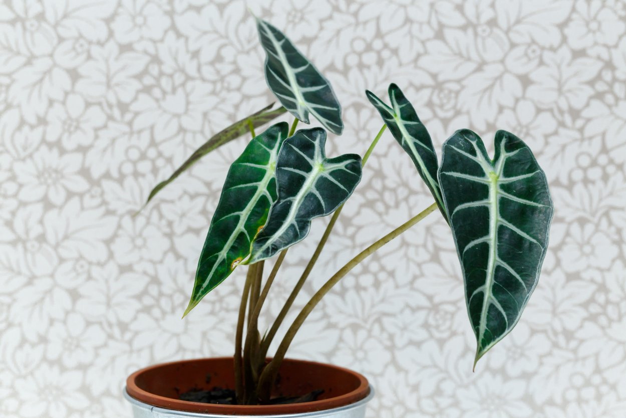 Алоказия ДРАФТ