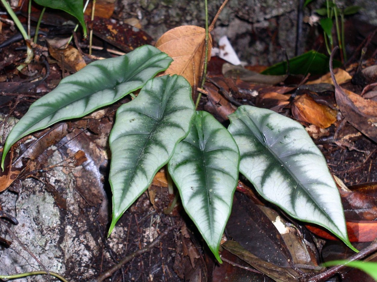 Алоказия reversa