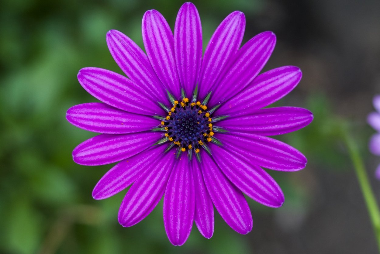 Базилик душистый