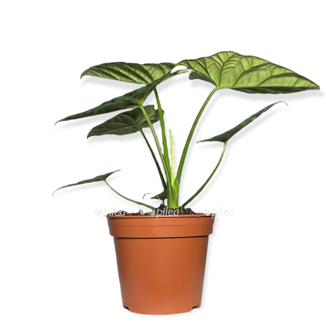 Алоказия синуата