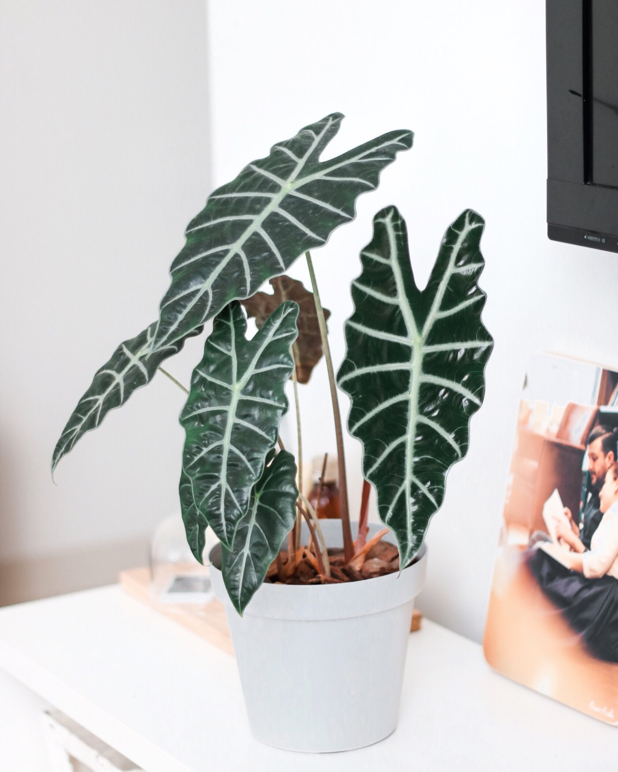 Алоказия Небула