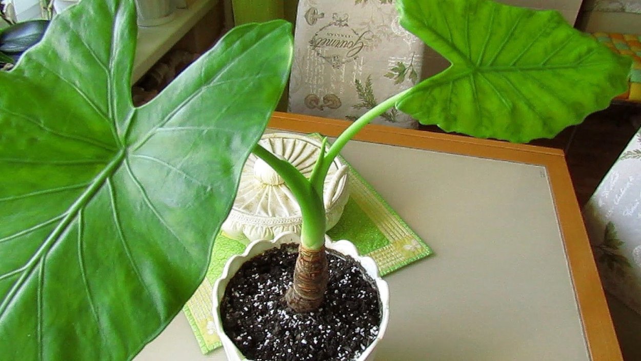 Алоказия трилистник