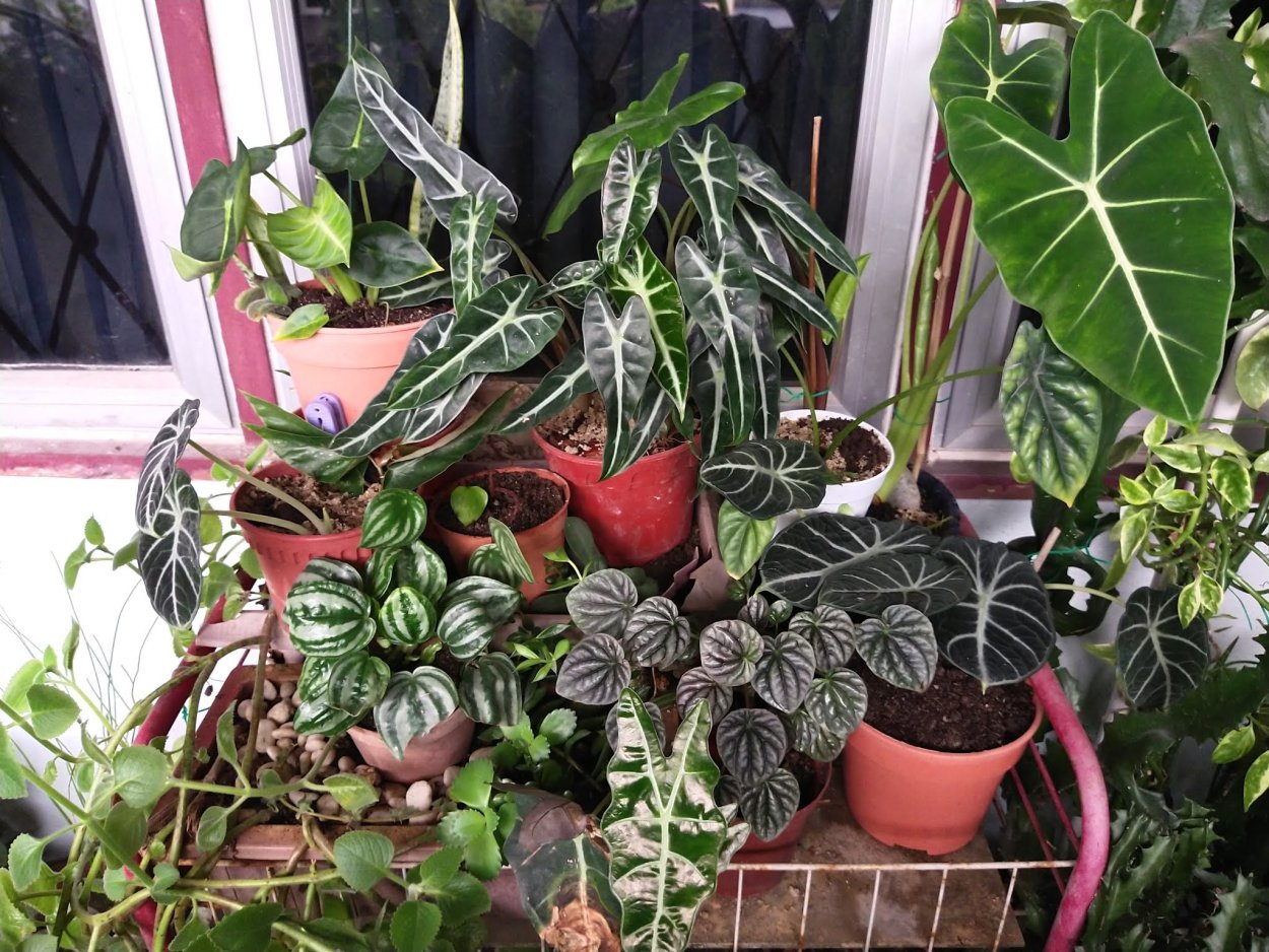 Алоказия Полли Бамбино