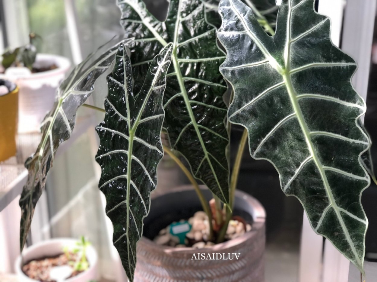 Алоказия Амазоника