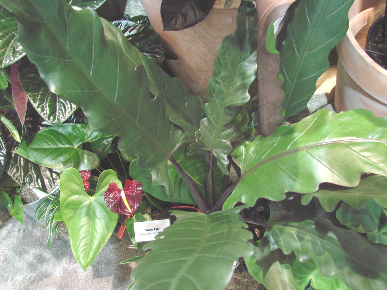 Алоказия лонгилоба алоказия фото