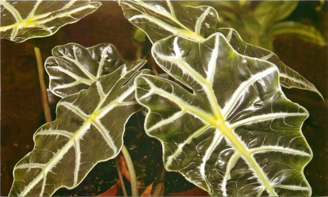 Алоказия Амазонская