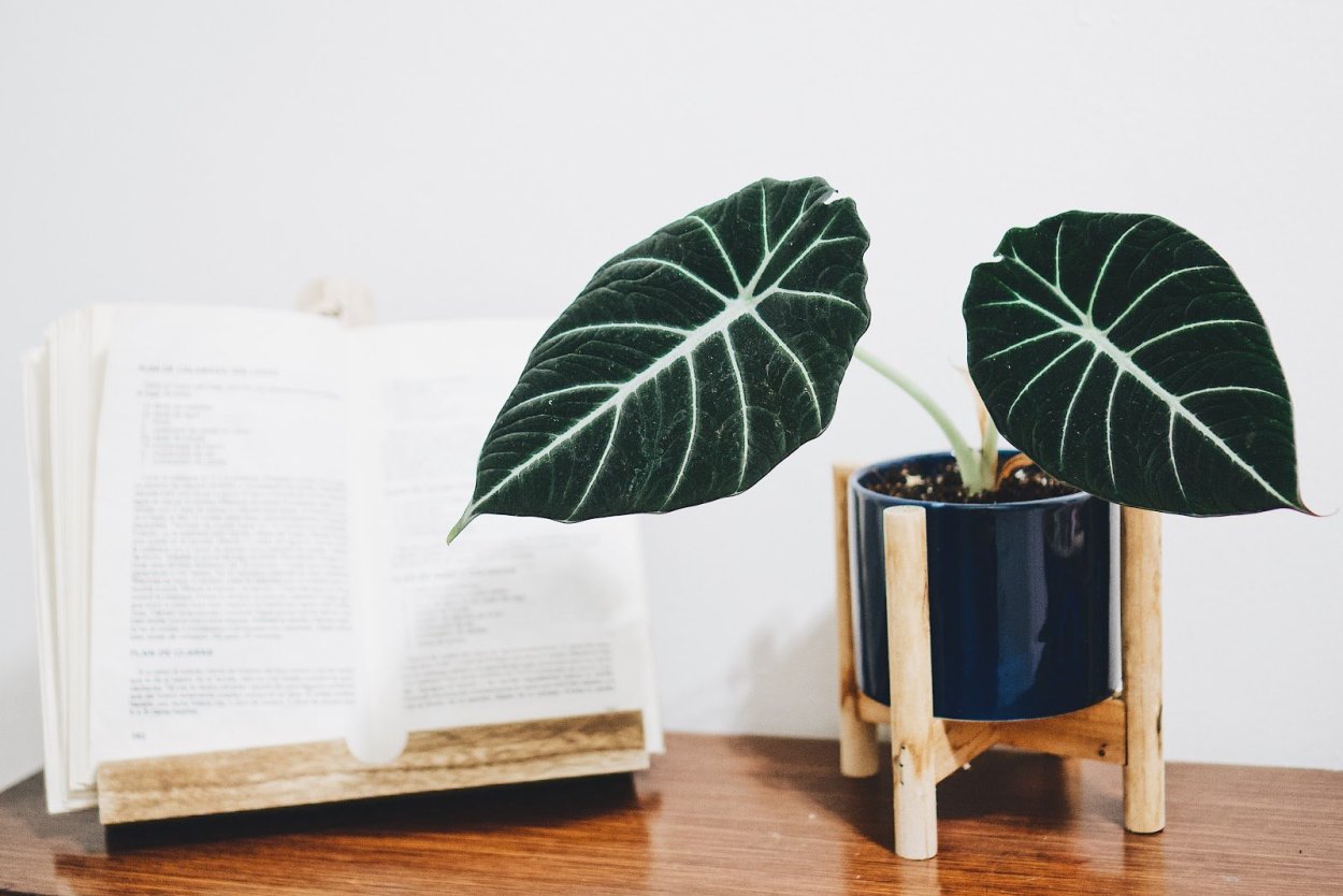 Алоказия gageana