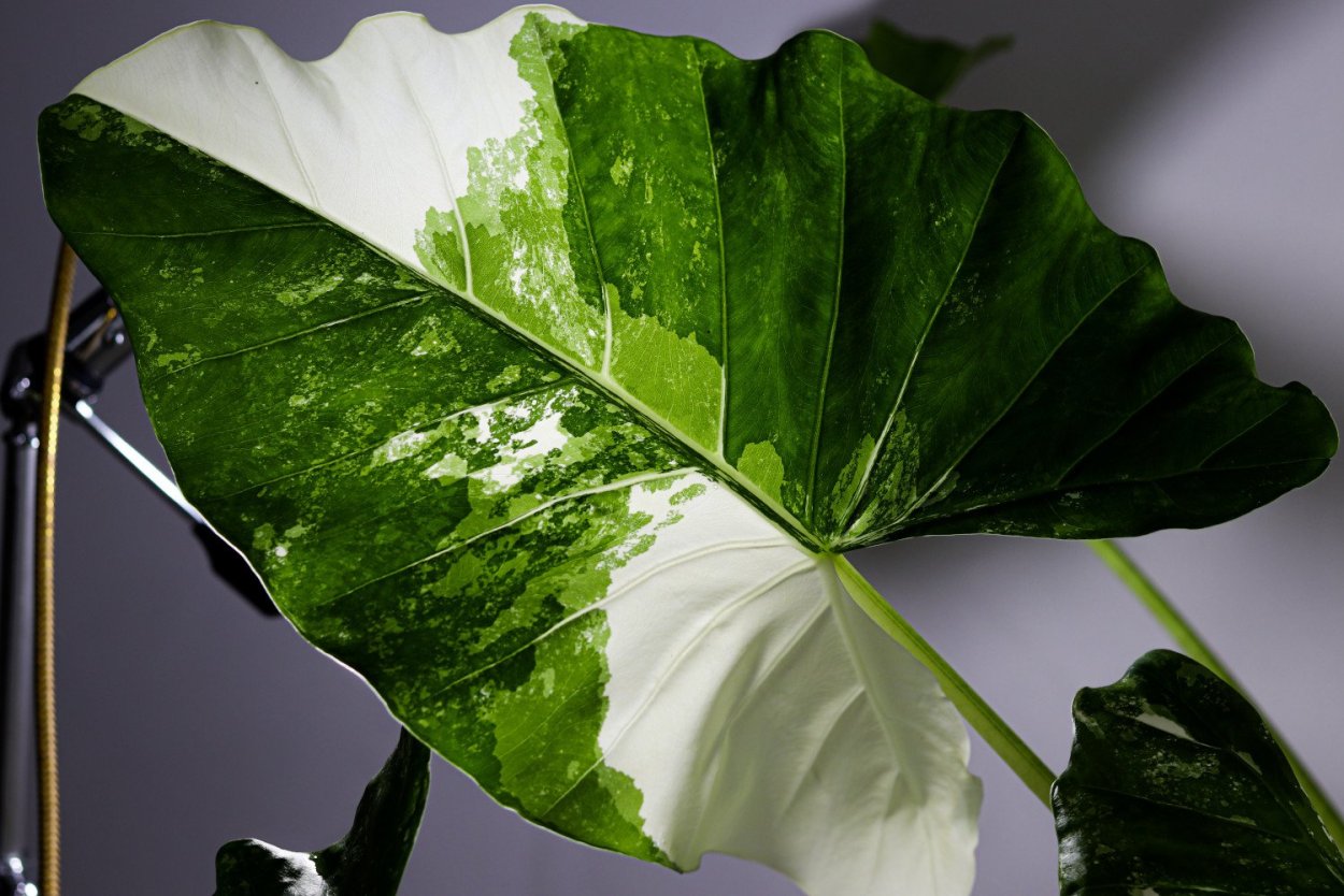 Алоказия Bisma