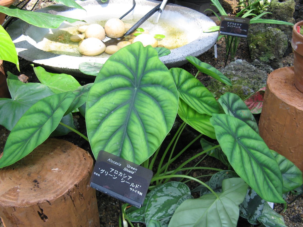Alocasia Жаклин