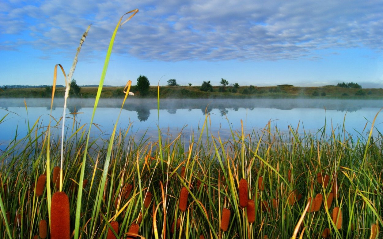 Камыш Самарская область
