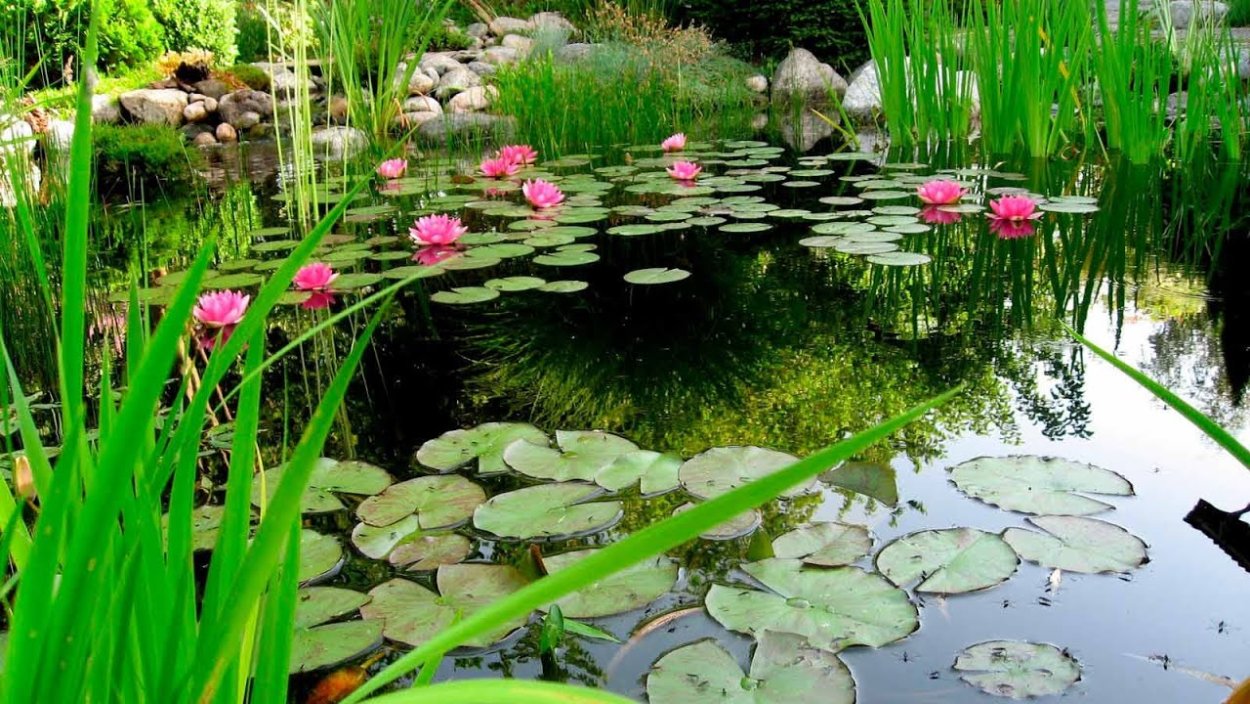 Ландшафтный сад "нимфея парк"