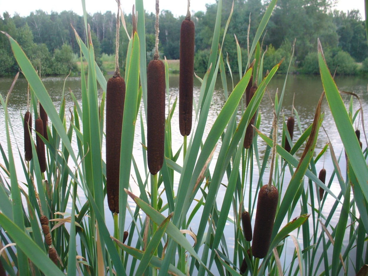 Рогоз широколистный и камыш
