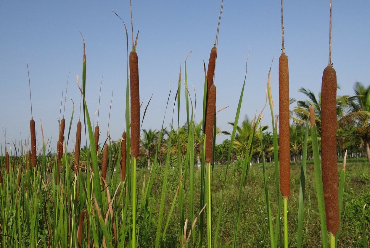 Рогоз узколистный (Typha angustifolia l.)