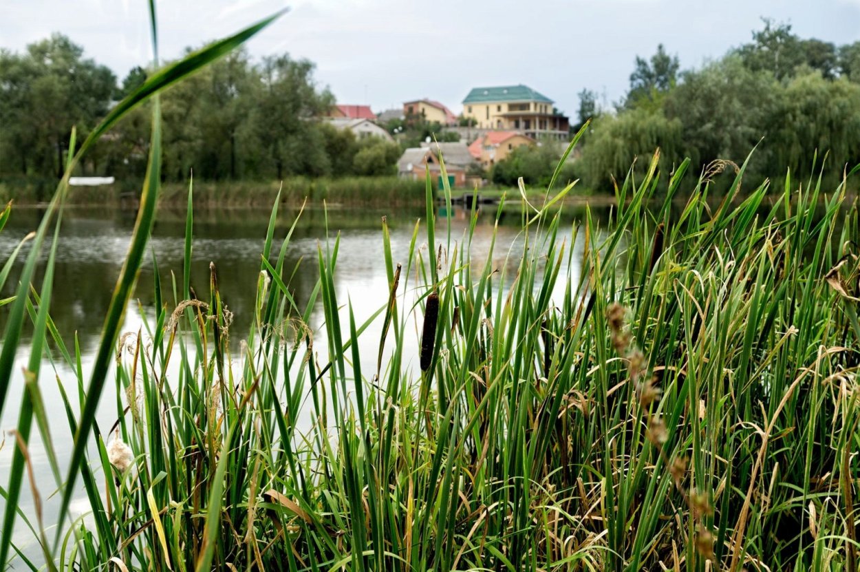 Камыш полевой