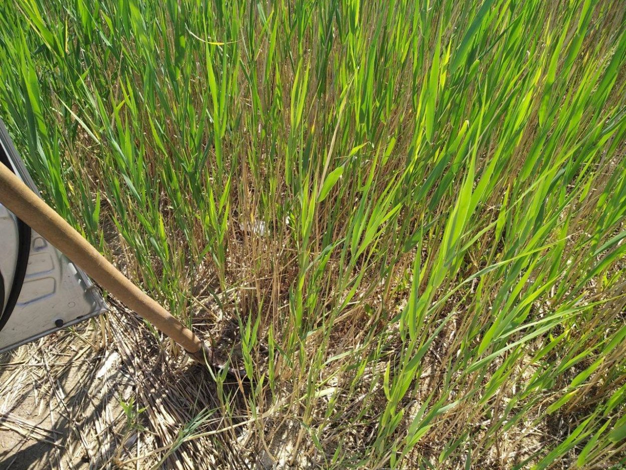 Тростник на участке