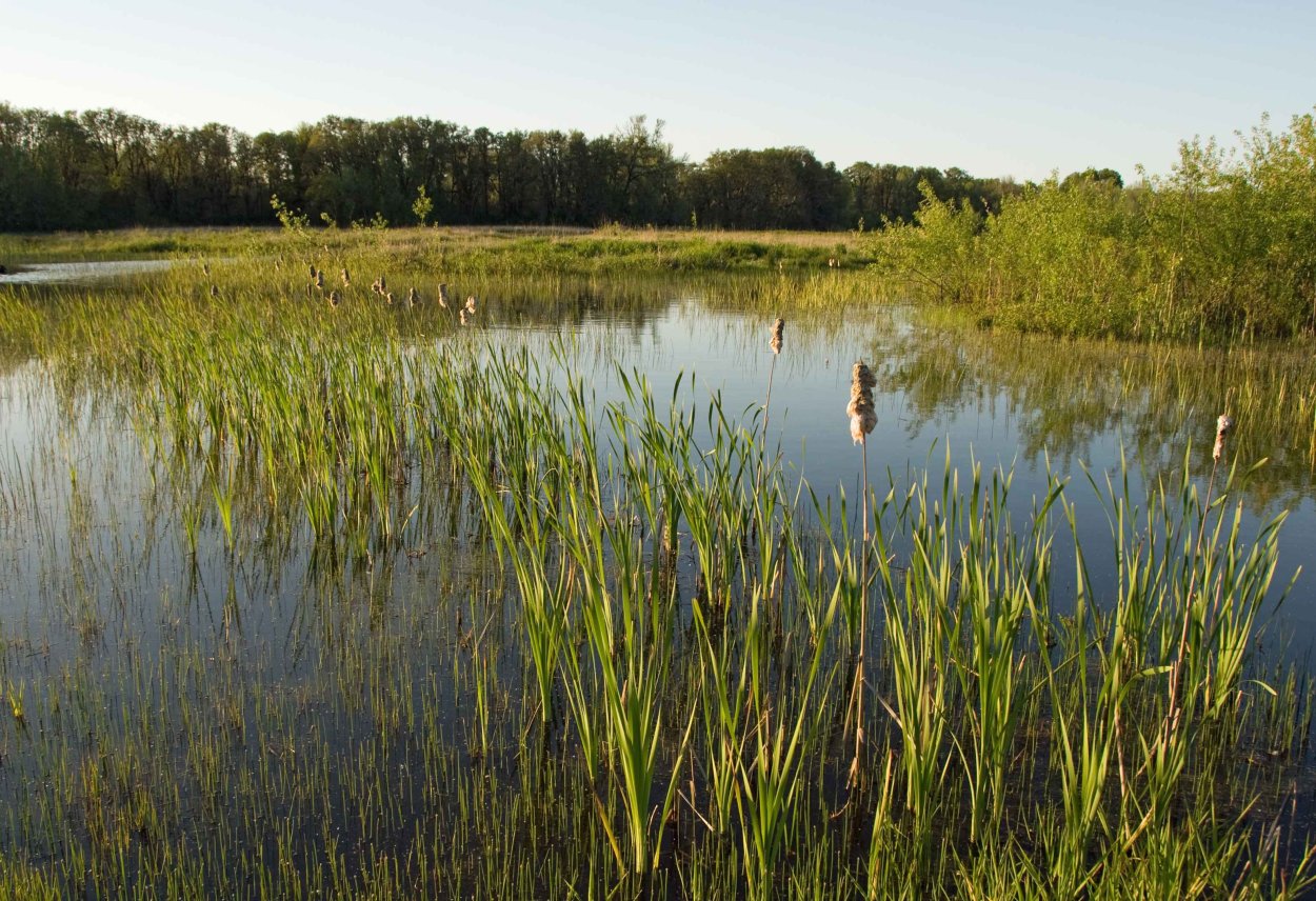 Болотная растительность низинных болот Беларуси