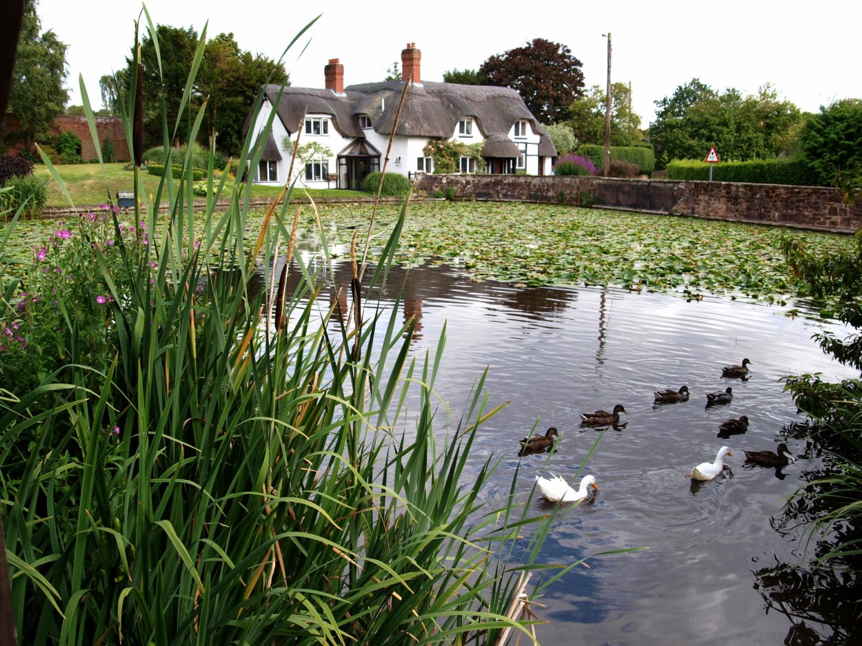 Красивый деревенский пруд