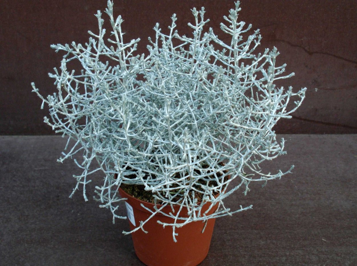 Калоцефалус серебряный