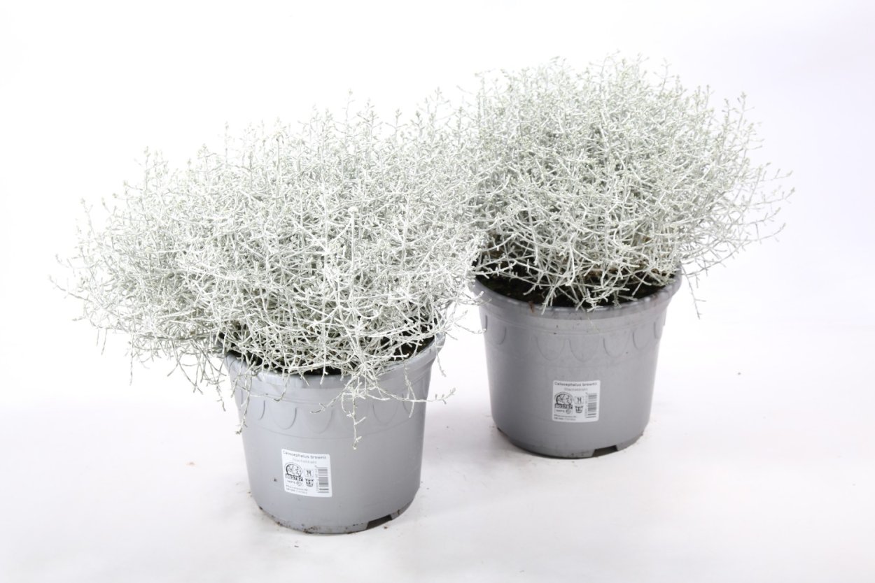 Калоцефалус серебристый (Брауна)