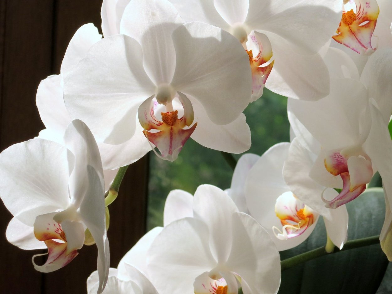 Фаленопсис Уайт Дрим