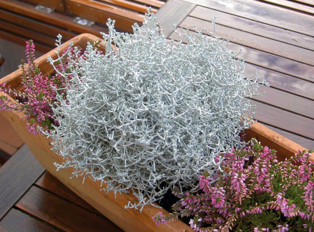 Calocephalus brownii