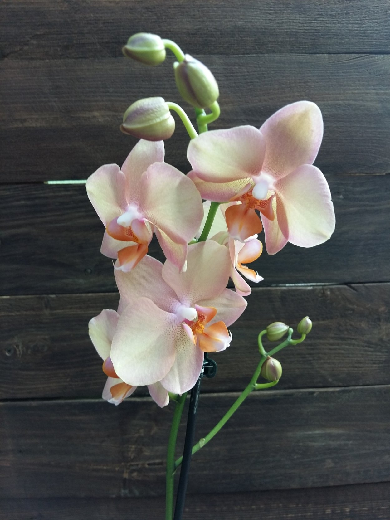 Фаленопсис Voodoo