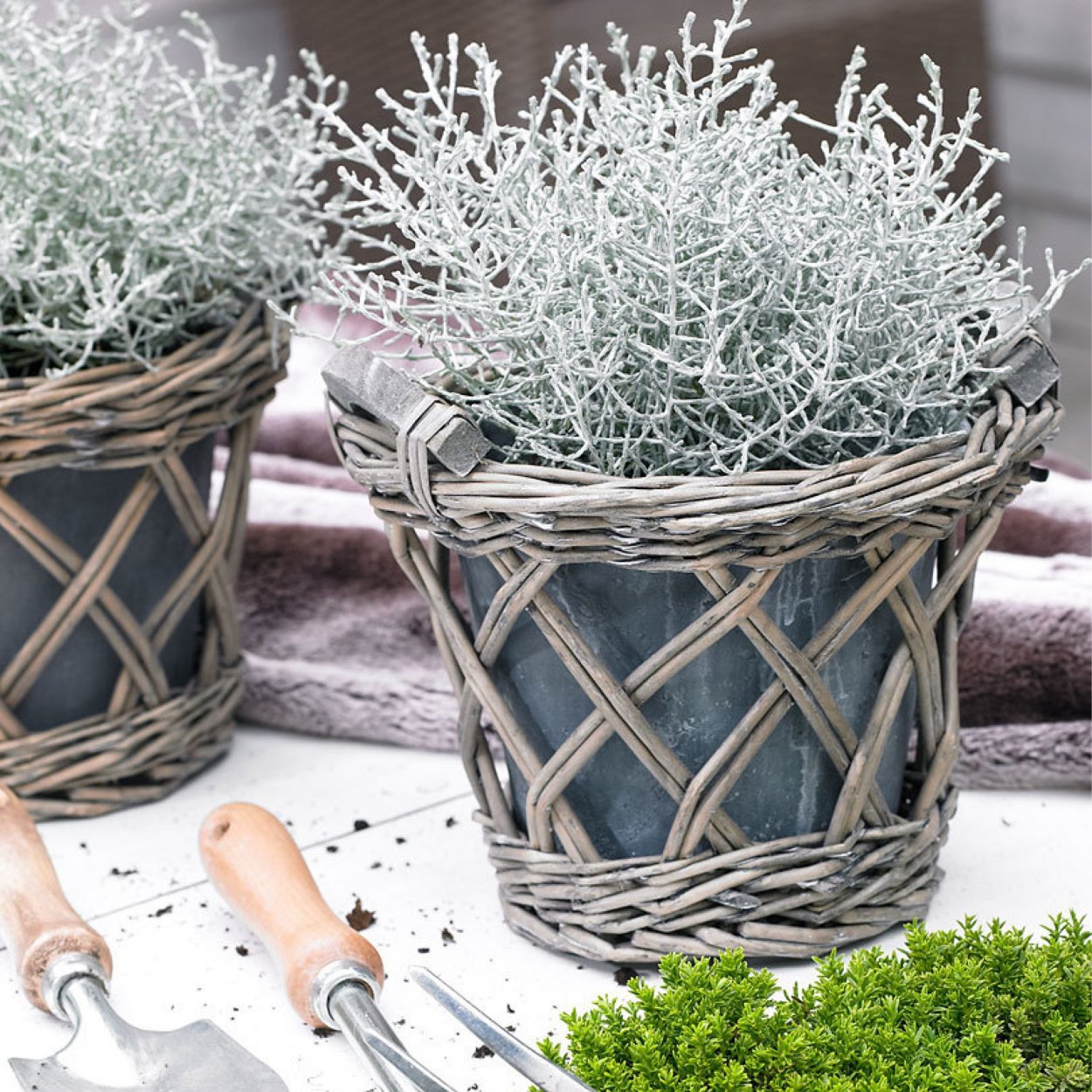 Калоцефалус Брауна лохматый