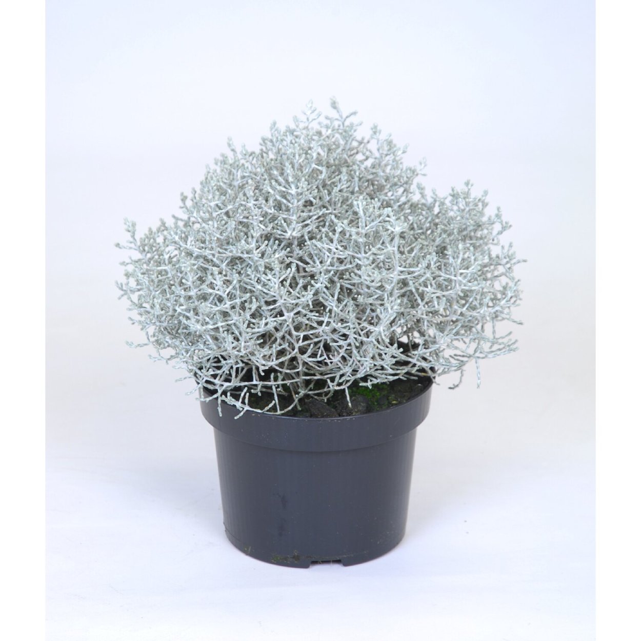 Маммиллярия Грацилис (изящная)