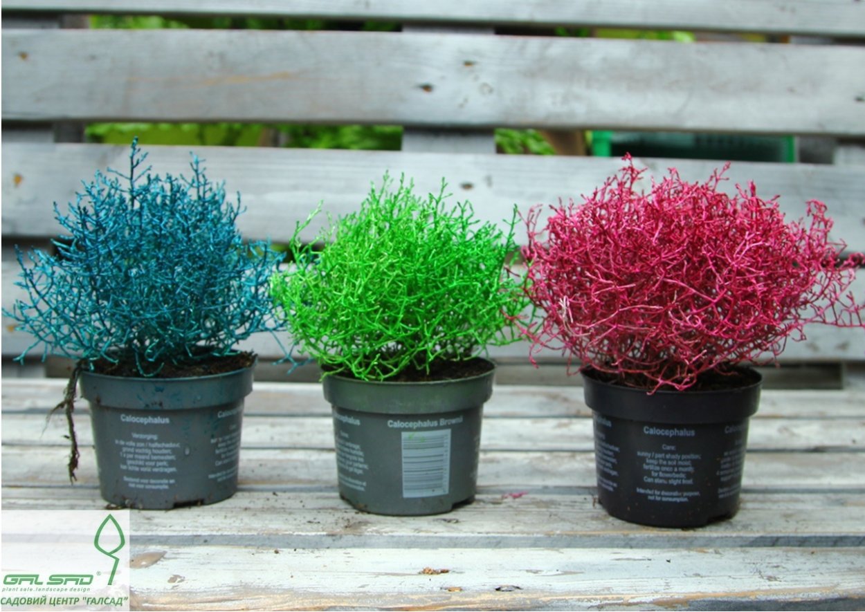 Калоцефалус серебристый (Брауна)