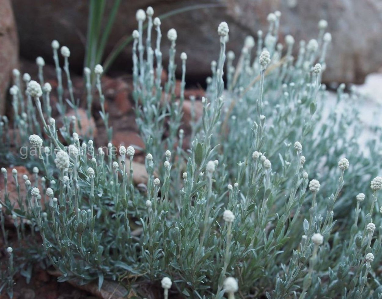 Калоцефалус Брауни Calocephalus brownii