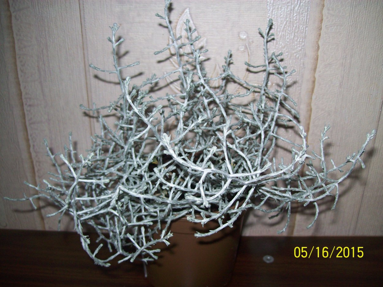 Калоцефалус Сильвер