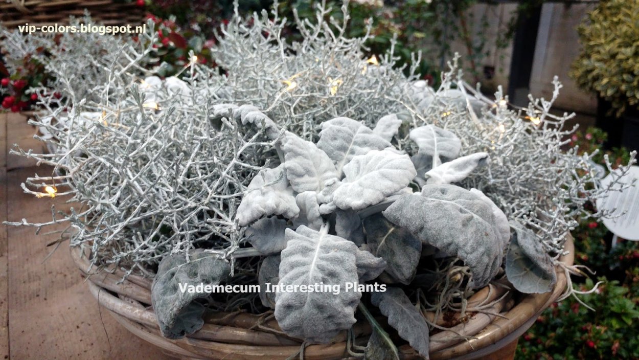 Calocephalus brownii