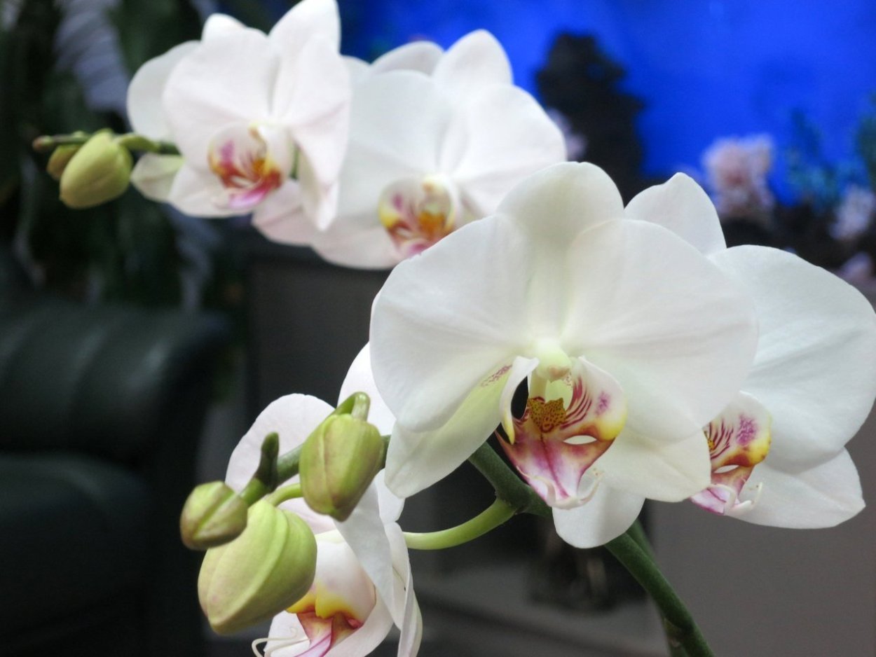 Орхидея Алабастер