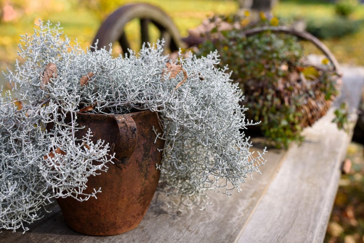 Калоцефалус d12