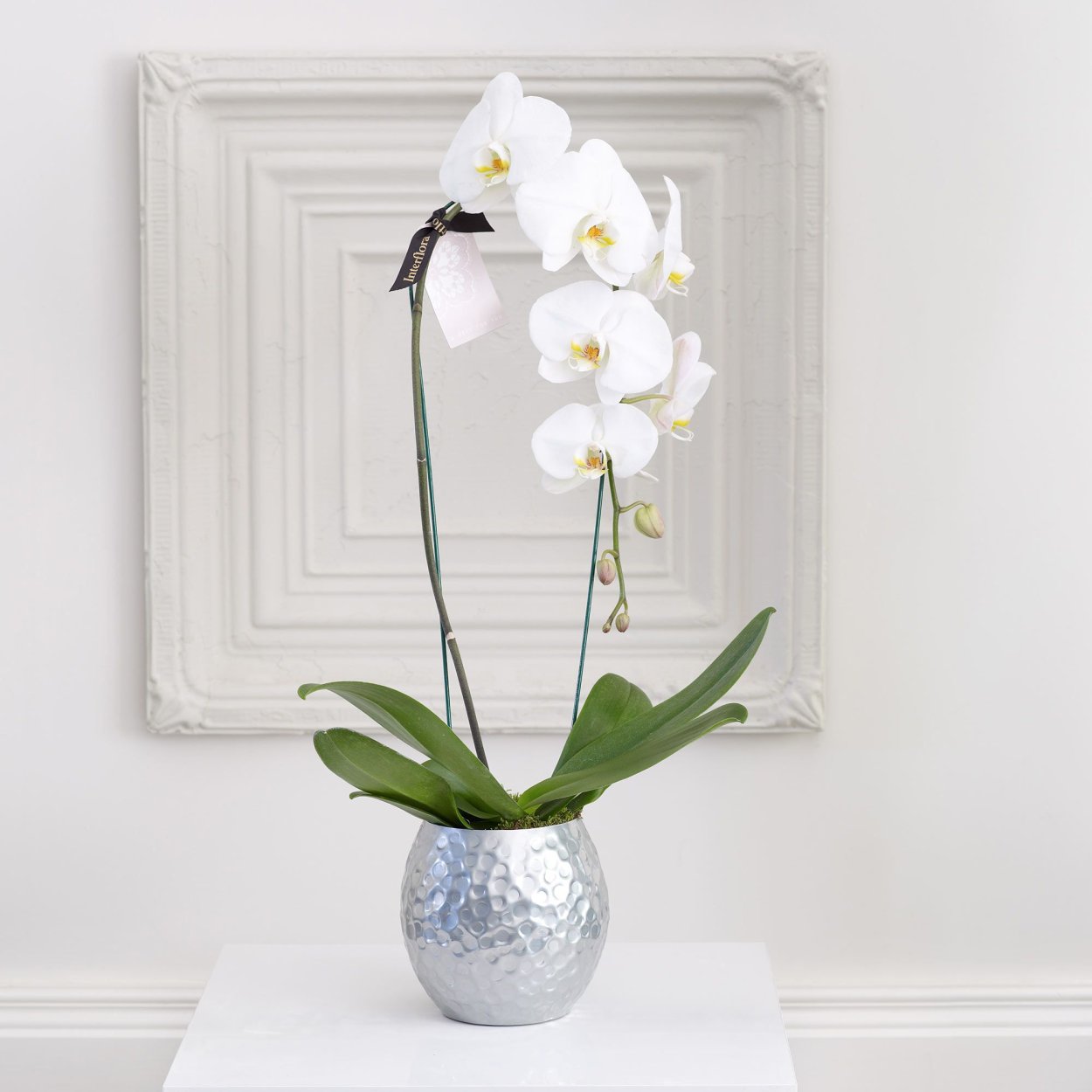 Фаленопсис Еллоу Панда