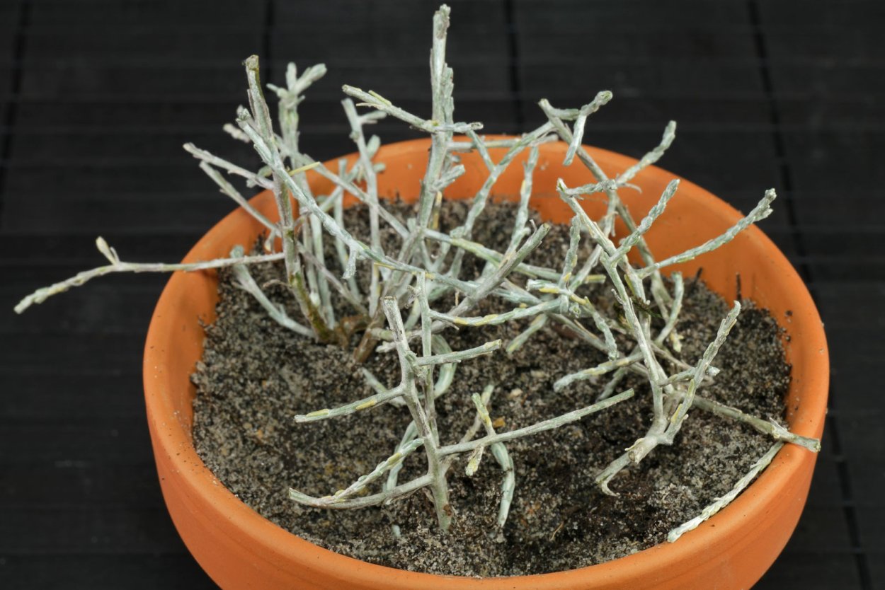 Хит парад растений