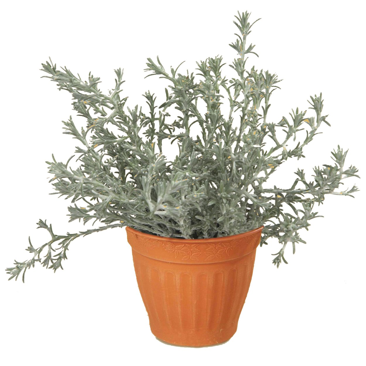 Калоцефалус серебристый (Брауна)