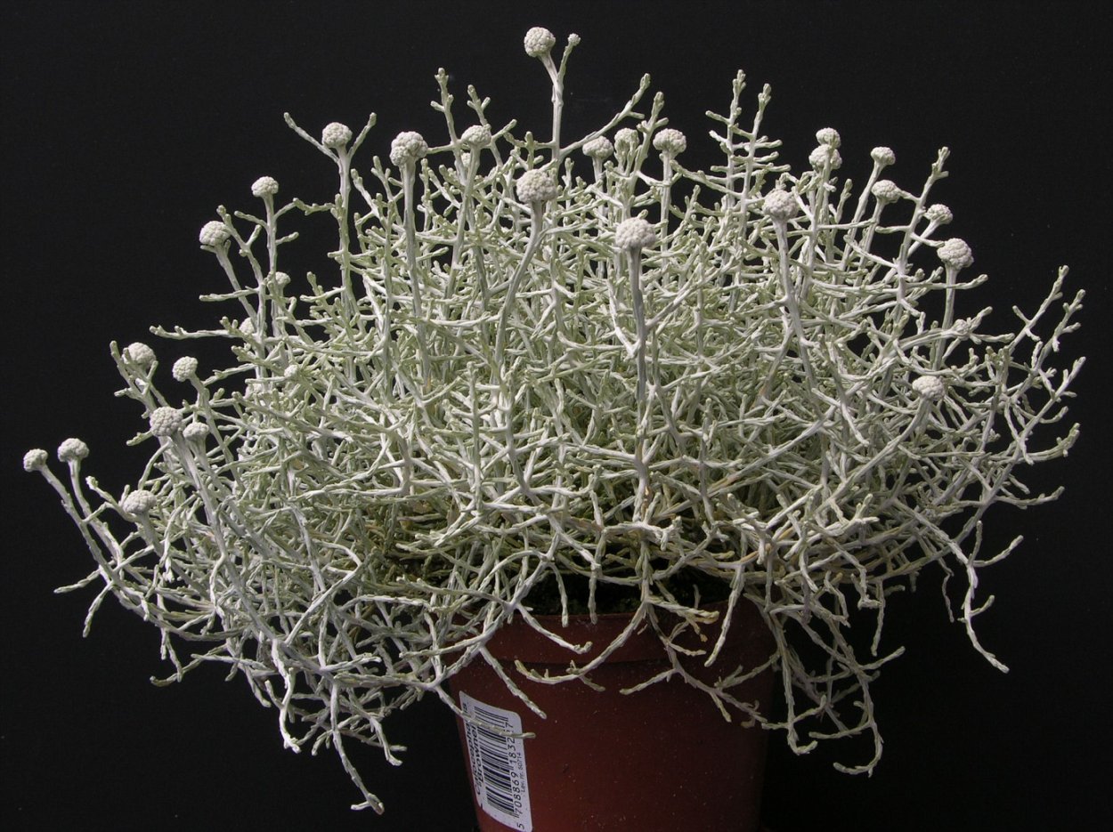 Калоцефалус серебристый (Брауна)