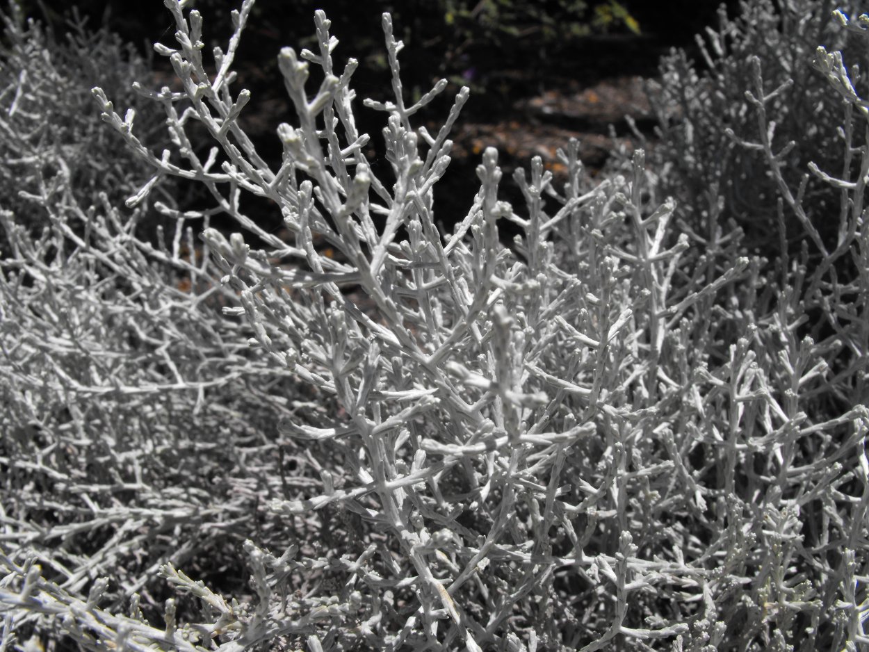 Калоцефалус серебряный