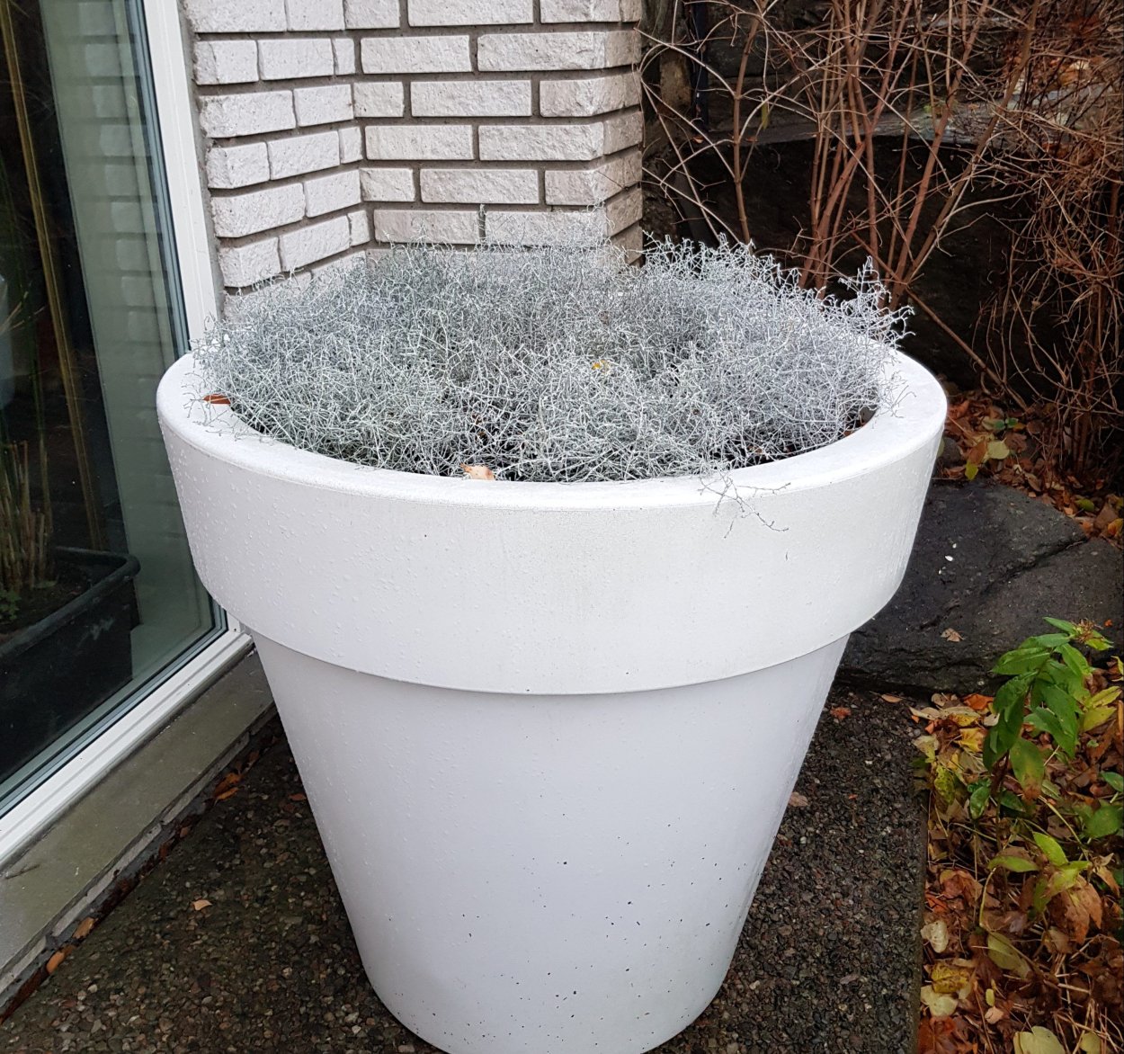 Комнатные цветы в круглых горшках