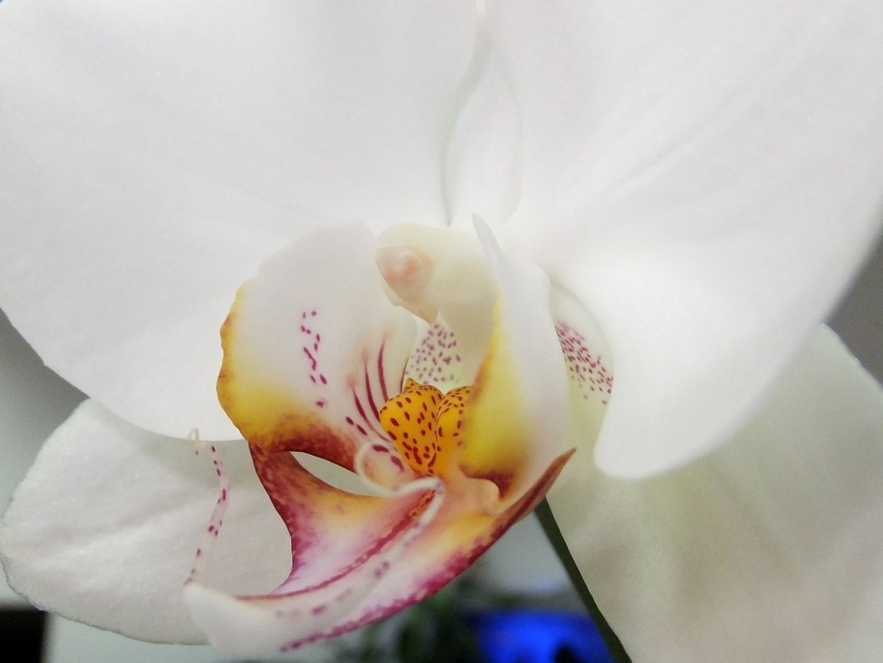 Фаленопсис Алабастер