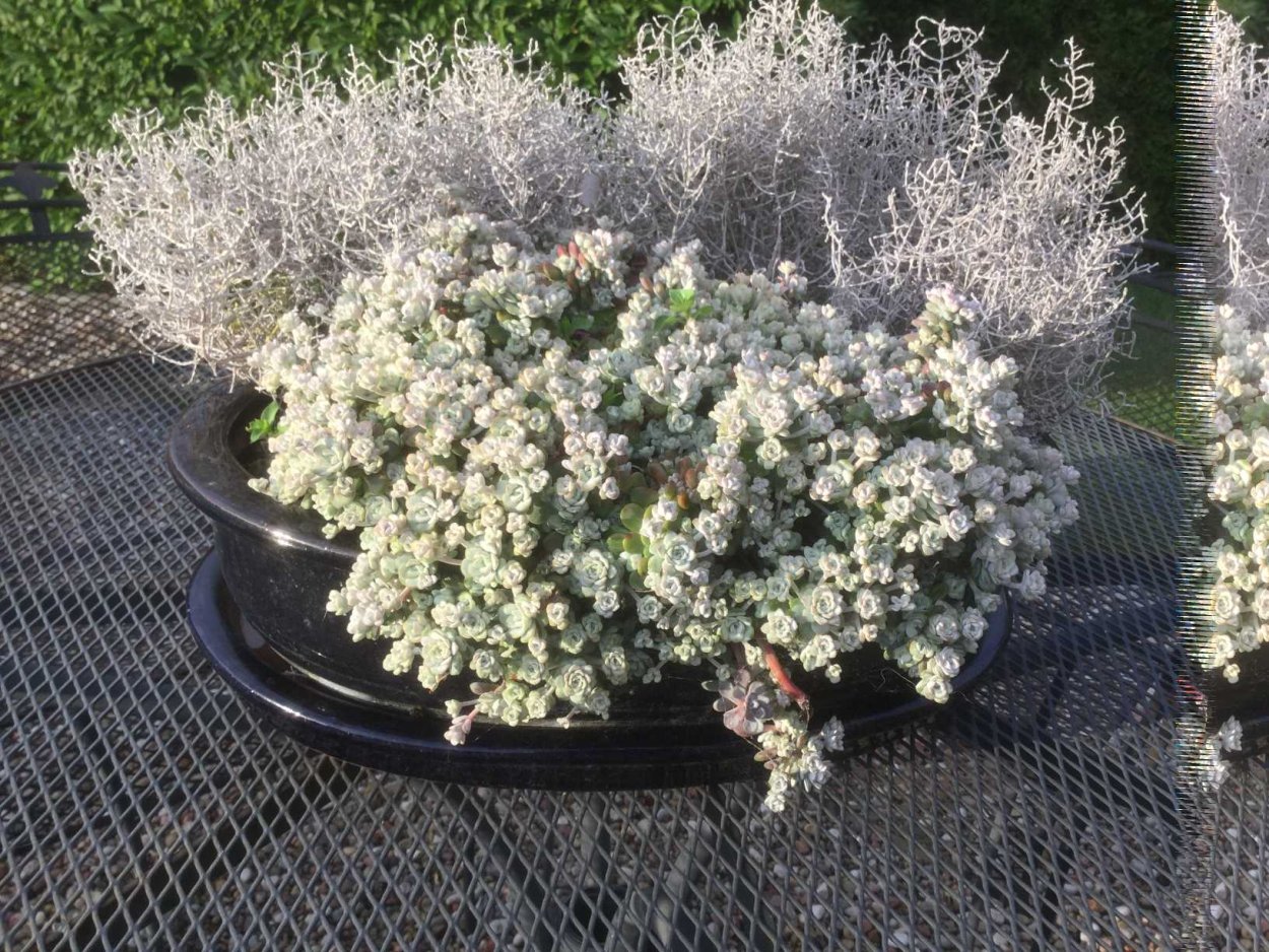 Калоцефалус Брауна