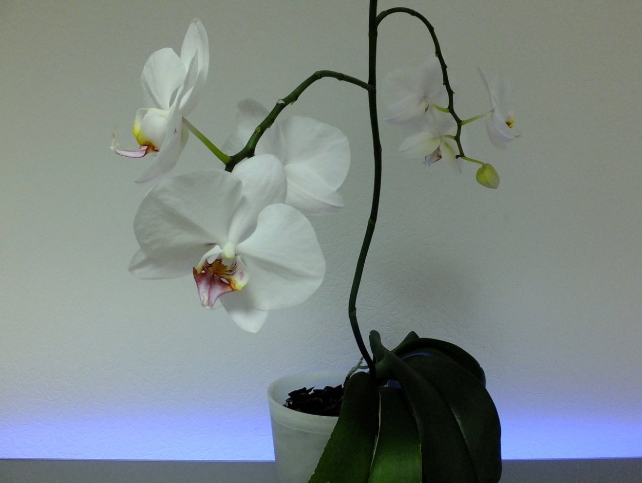 Фаленопсис Sogo Yukidian