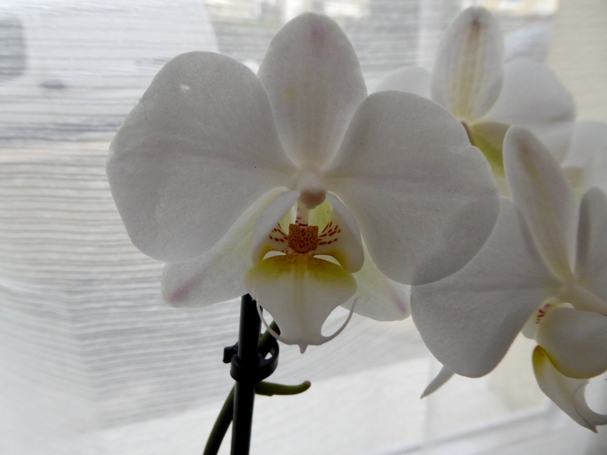 Орхидея фаленопсис Линда