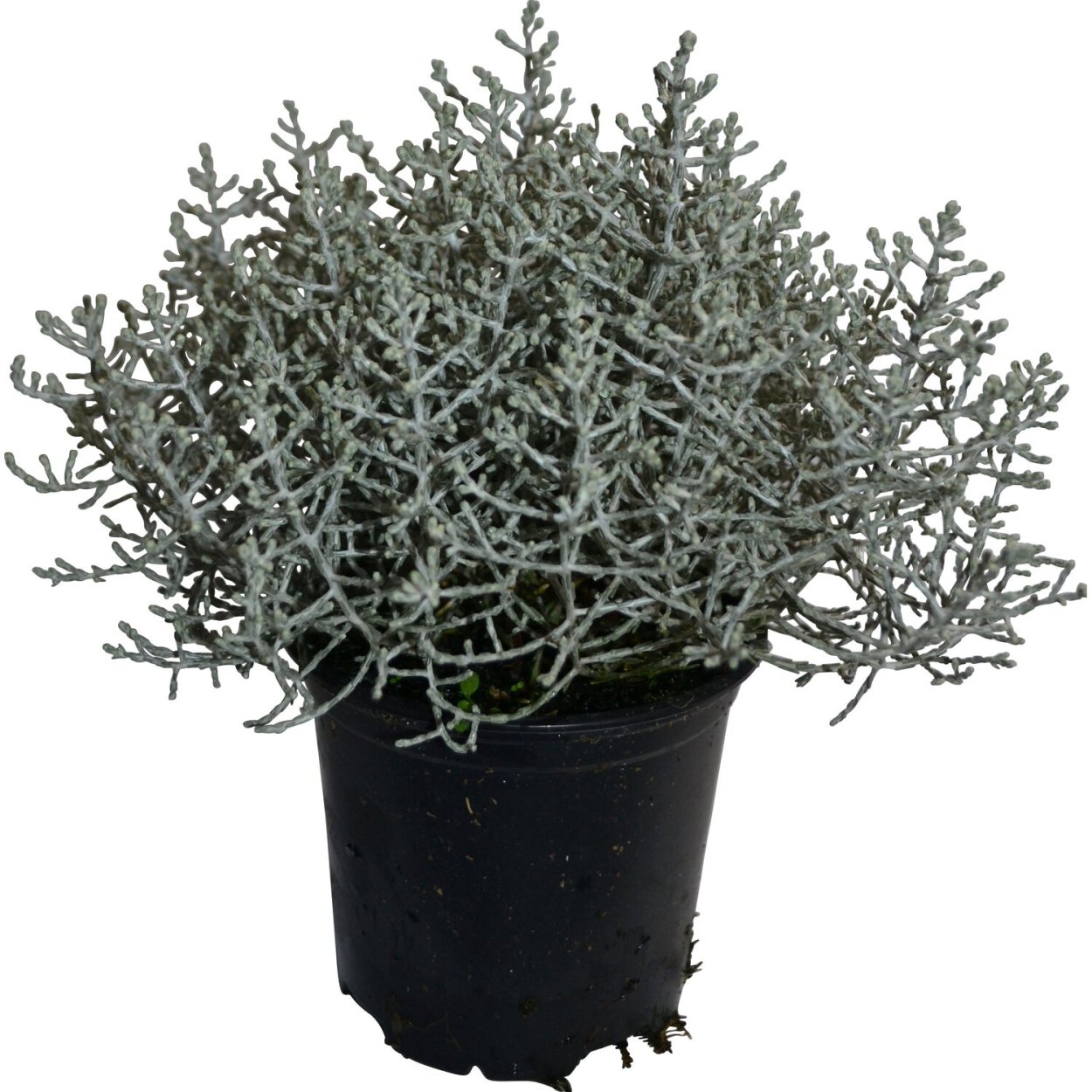Калоцефалус Silver Bush