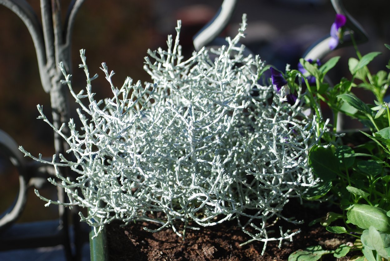 Калоцефалус в горшке